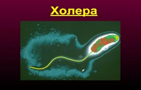 Профилактика холеры