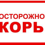 Профилактика кори