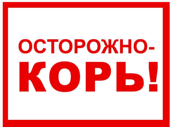 Профилактика кори